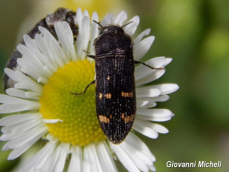 Buprestidae:    Acmaeoderella flavofasciata